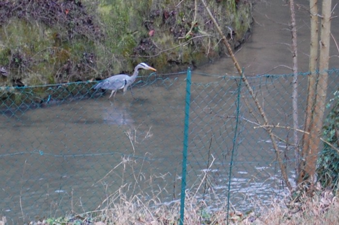 Heron cendre