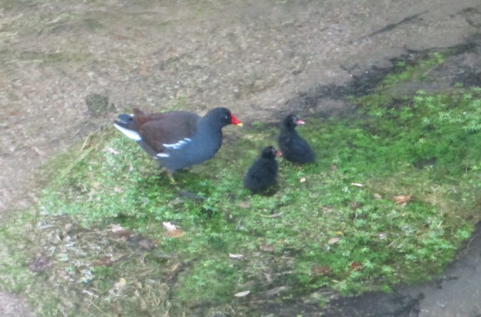 poule d eau et petits