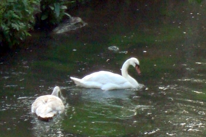 deux cygnes devant chez nous