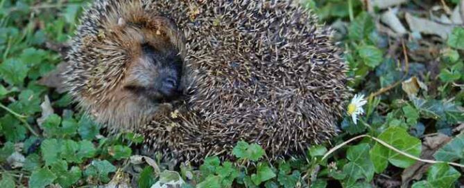 hérisson
