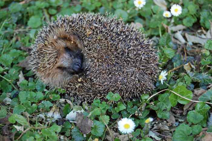 hérisson