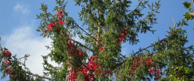 01.tn rouge dans vert